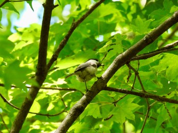 シジュウカラ SUBARUふれあいの森 赤城 2022年5月29日(日)