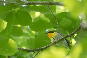 Narcissus Flycatcher 朽木いきものふれあいの里 Sun, 5/29/2022