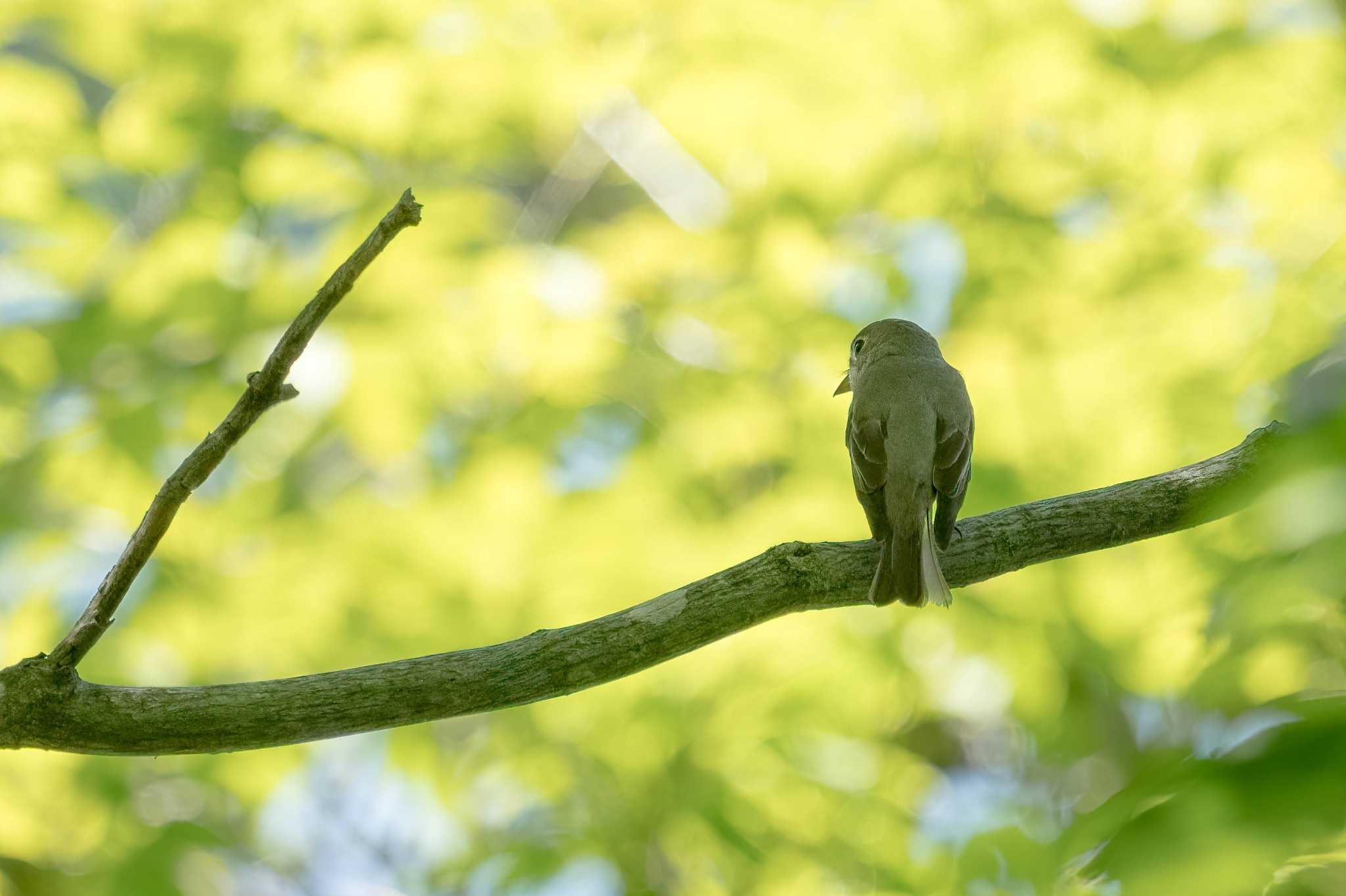 朽木いきものふれあいの里 コサメビタキの写真 by C君