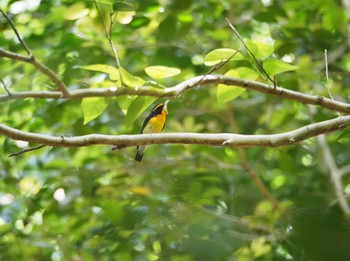 Narcissus Flycatcher 岩出市 Sat, 5/28/2022