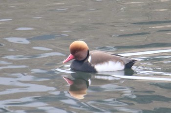 Red-crested Pochard Unknown Spots Sun, 12/24/2017