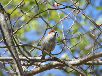 Russet Sparrow Senjogahara Marshland Sat, 5/28/2022