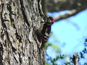 Great Spotted Woodpecker Senjogahara Marshland Sat, 5/28/2022