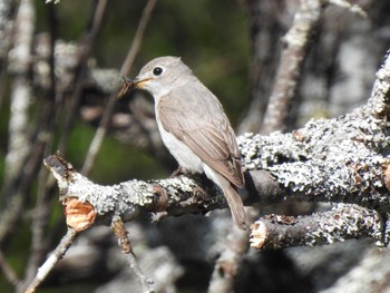 Asian Brown Flycatcher Senjogahara Marshland Sat, 5/28/2022