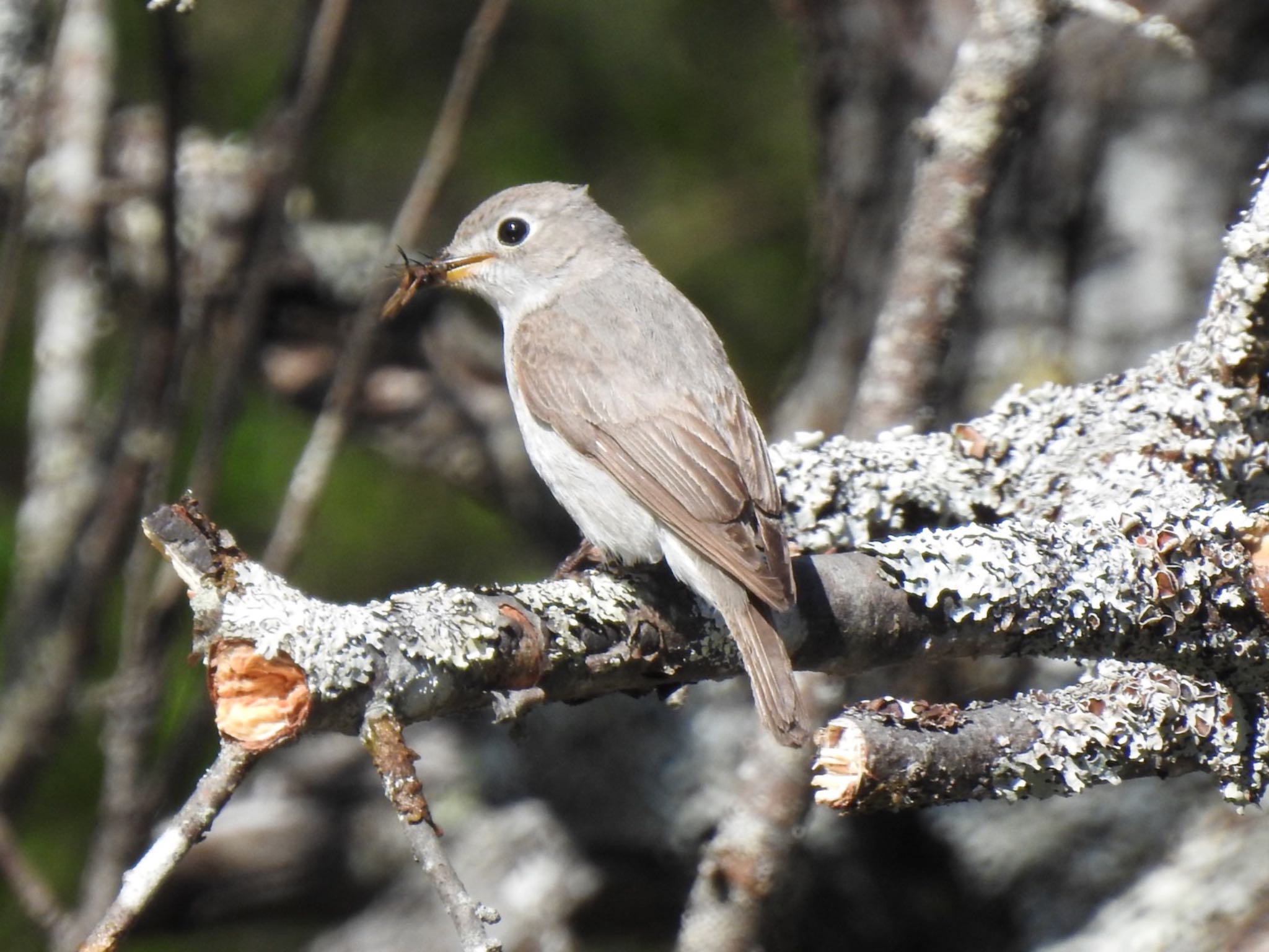 Photo of Asian Brown Flycatcher at Senjogahara Marshland by da