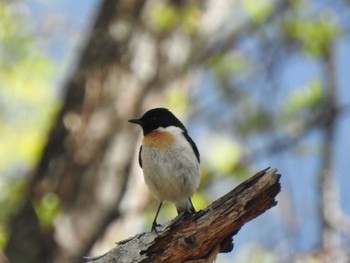 Amur Stonechat Senjogahara Marshland Sat, 5/28/2022