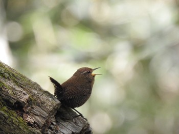 Eurasian Wren Senjogahara Marshland Sat, 5/28/2022