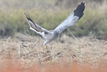 ハイイロチュウヒ 渡瀬遊水池 2021年11月22日(月)