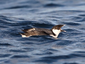 Ancient Murrelet 長井漁港 在庫から Fri, 11/23/2018