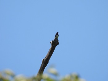 Blue-and-white Flycatcher 岡山県 Sun, 5/29/2022