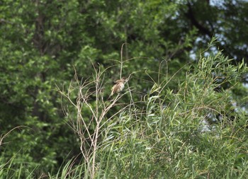 Oriental Reed Warbler Mizumoto Park Sun, 5/22/2022