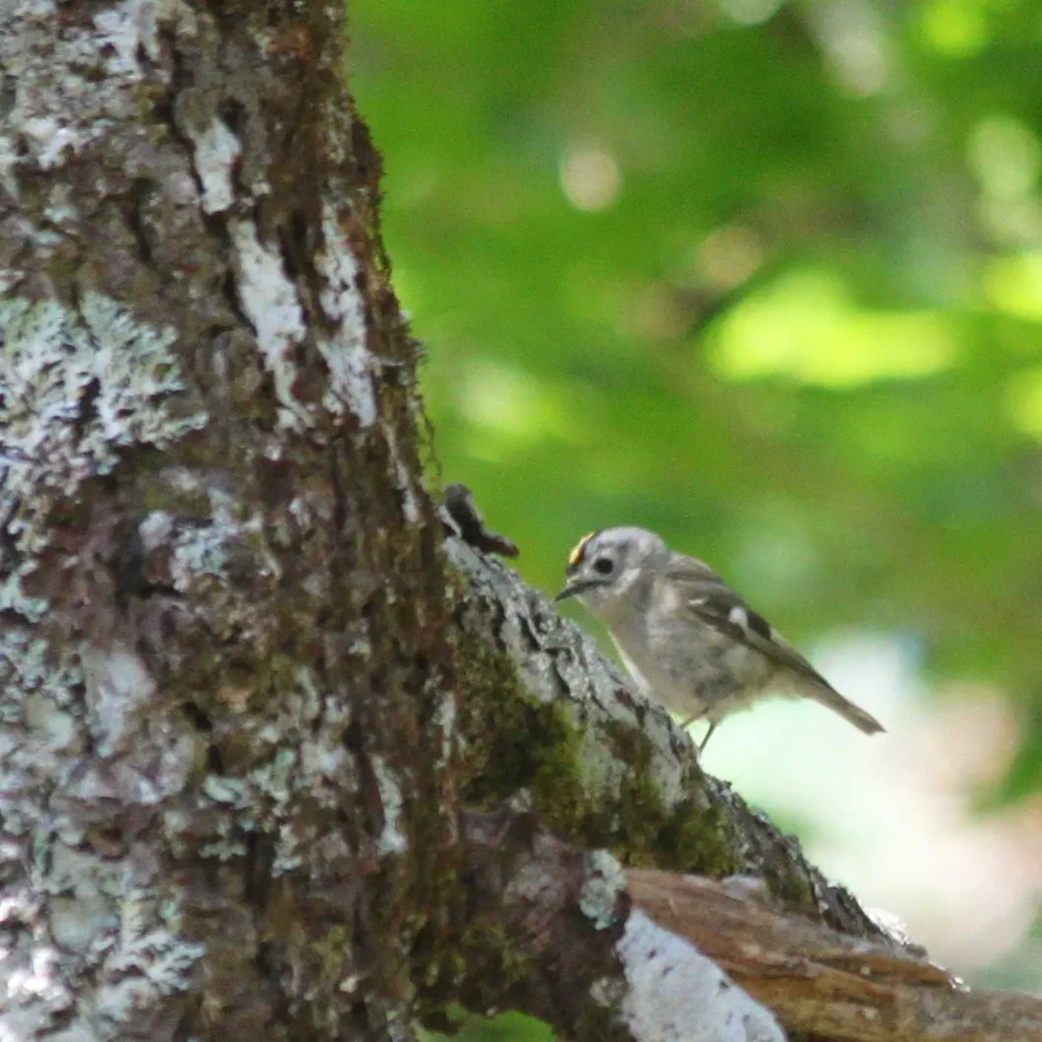 Photo of Goldcrest at 大台ヶ原 by utau_tori