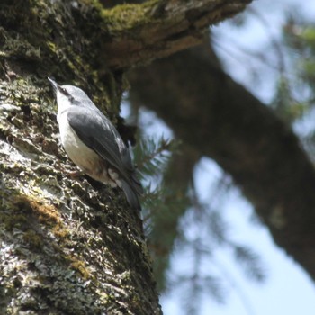 Eurasian Nuthatch 大台ヶ原 Sat, 5/28/2022