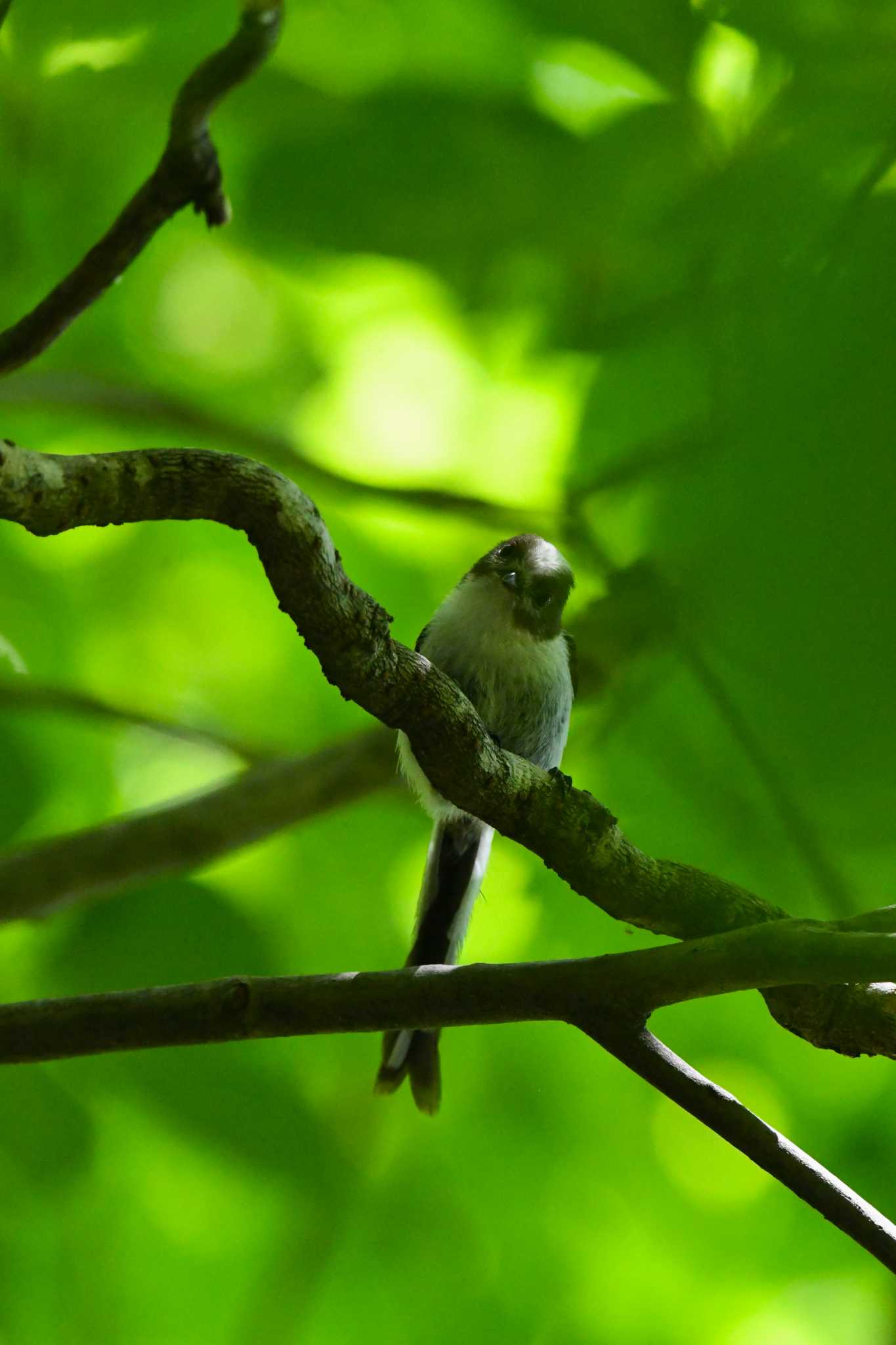 Photo of Long-tailed Tit at 曽ノ坊の滝(珠洲市) by Semal