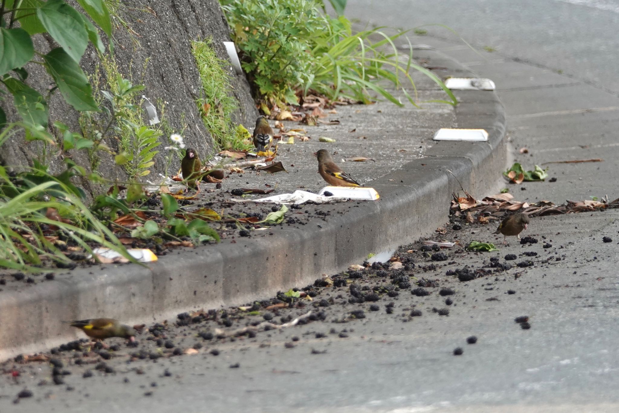 Grey-capped Greenfinch