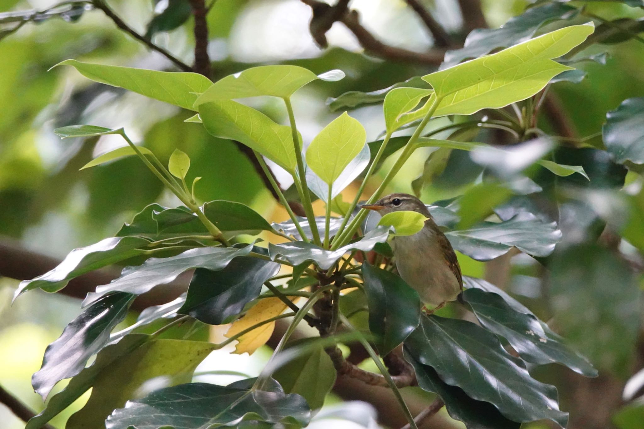 Ijima's Leaf Warbler