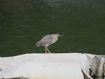 ササゴイ 都立浮間公園 2022年5月29日(日)