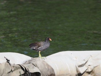 バン 都立浮間公園 2022年5月29日(日)