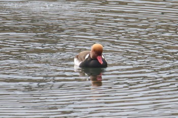 Red-crested Pochard Unknown Spots Sun, 12/24/2017