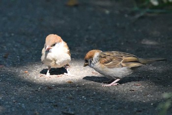 Eurasian Tree Sparrow 甲府市 Sat, 5/28/2022