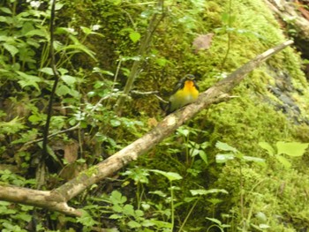 2022年5月21日(土) 大洞の水場の野鳥観察記録