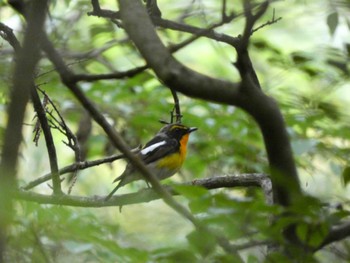 Sat, 5/21/2022 Birding report at 朝霧高原