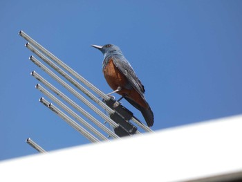 2022年5月22日(日) 多摩川トライアングルの野鳥観察記録