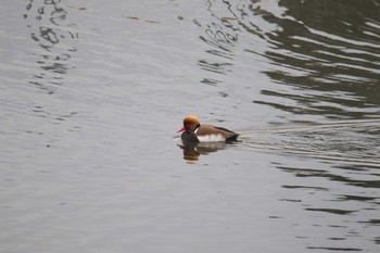 Red-crested Pochard Unknown Spots Sun, 12/24/2017