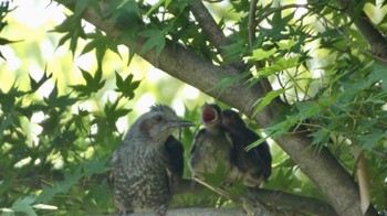 Brown-eared Bulbul 箕面山 Sun, 5/29/2022