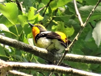 2022年5月30日(月) 舞岡公園の野鳥観察記録