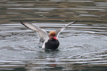 Red-crested Pochard Unknown Spots Sun, 12/24/2017