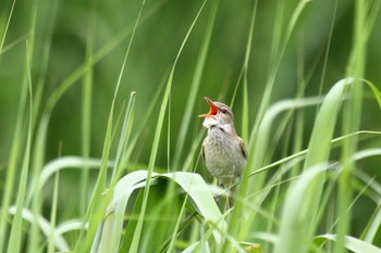 Oriental Reed Warbler 大久保農耕地 Fri, 5/20/2022