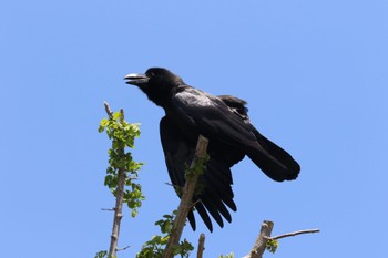 Large-billed Crow 札幌モエレ沼公園 Mon, 5/30/2022