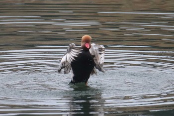 Red-crested Pochard Unknown Spots Sun, 12/24/2017