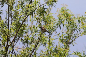 Chestnut-eared Bunting 札幌モエレ沼公園 Mon, 5/30/2022