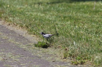 White Wagtail 札幌モエレ沼公園 Mon, 5/30/2022
