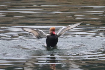 Red-crested Pochard Unknown Spots Sun, 12/24/2017