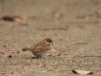 2022年5月15日(日) 都市緑化植物園(大阪府豊中市寺内)の野鳥観察記録