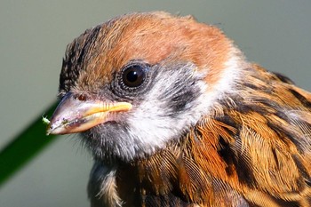 Eurasian Tree Sparrow 甲府市 Sat, 5/28/2022