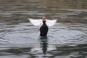 Red-crested Pochard Unknown Spots Sun, 12/24/2017