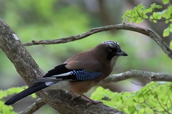 Eurasian Jay 大台ヶ原 Mon, 5/30/2022