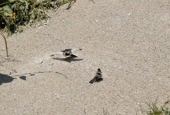 2022年5月30日(月) 妙正寺川の野鳥観察記録