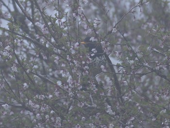 クロツグミ 十里木高原 2022年4月20日(水)