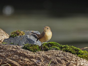 Sun, 12/24/2017 Birding report at Mizumoto Park