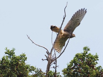 チョウゲンボウ 上谷戸親水公園 2022年5月28日(土)