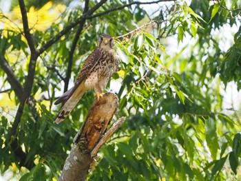 チョウゲンボウ 上谷戸親水公園 2022年5月28日(土)