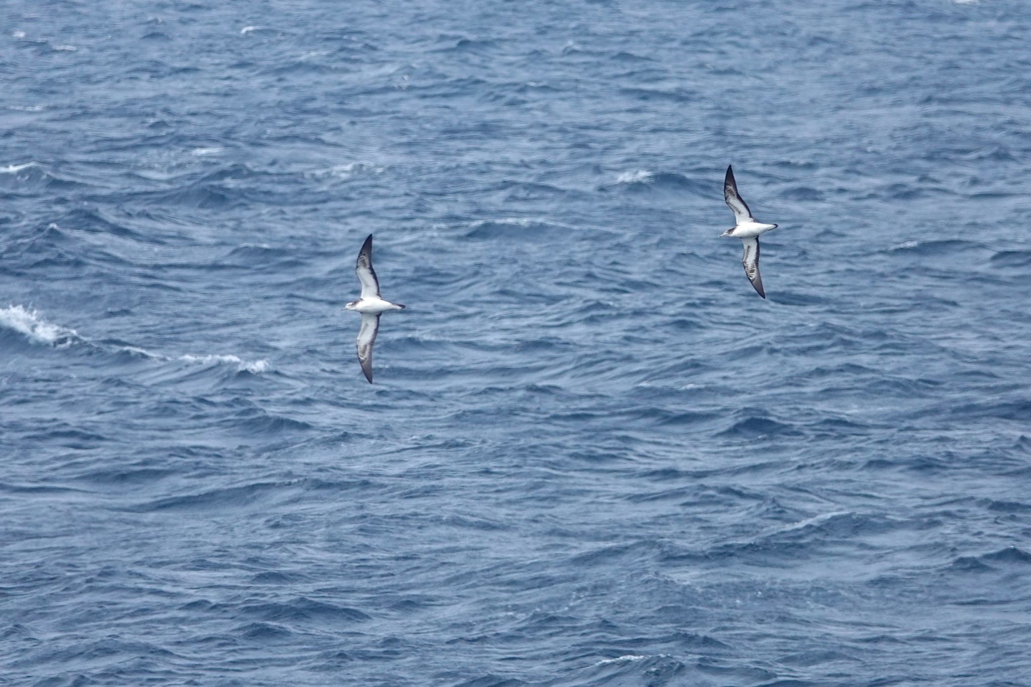 Photo of Streaked Shearwater at Miyakejima Island by のどか