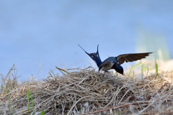 Barn Swallow Nagahama Park Sun, 5/29/2022