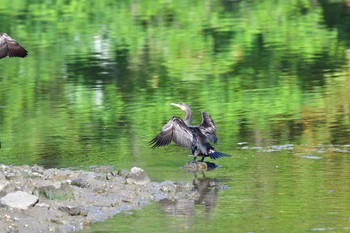 Great Cormorant Nagahama Park Sun, 5/29/2022