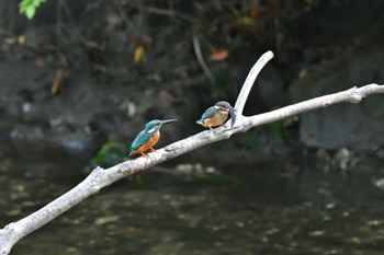 Common Kingfisher Nagahama Park Sun, 5/29/2022